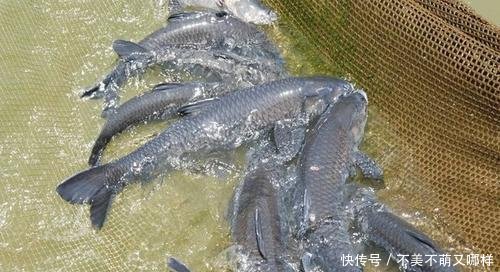 「养殖户」养殖户究竟为什么都不喜欢养殖青鱼