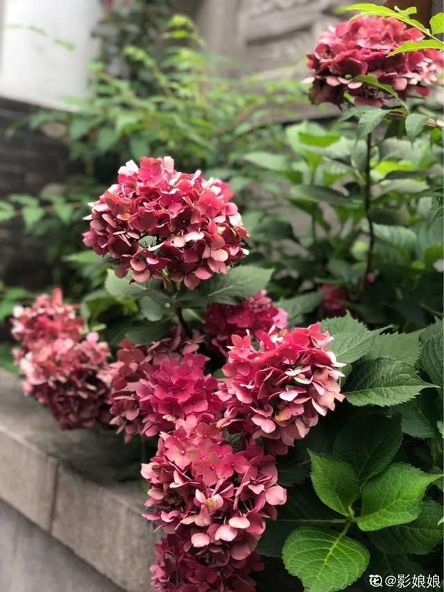 『生活』有一方小院,和你一起养花种草,这样就挺好