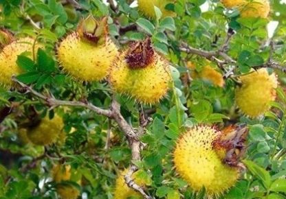  「第一次」农民说它是“维生素C之王”，集市上卖20块一斤，我是