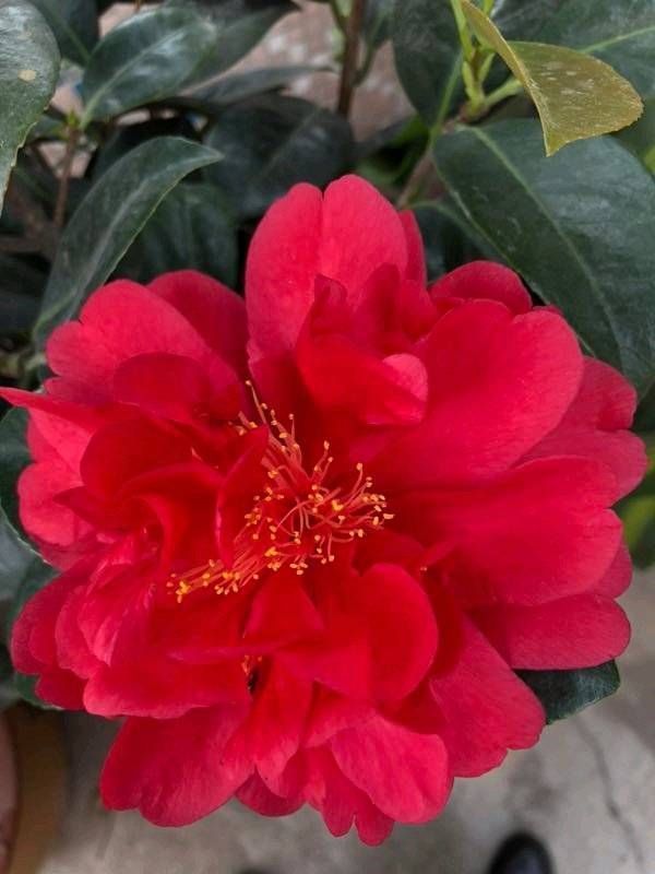  『技巧』认识四季茶花，四季茶花的四季浇水和喷水技巧