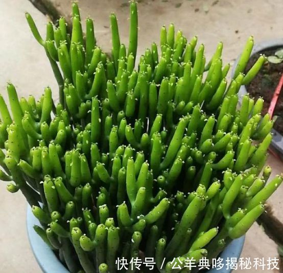  【阳光】4种“懒人花”，超耐旱好养，根本不用管，给点阳光就灿烂！