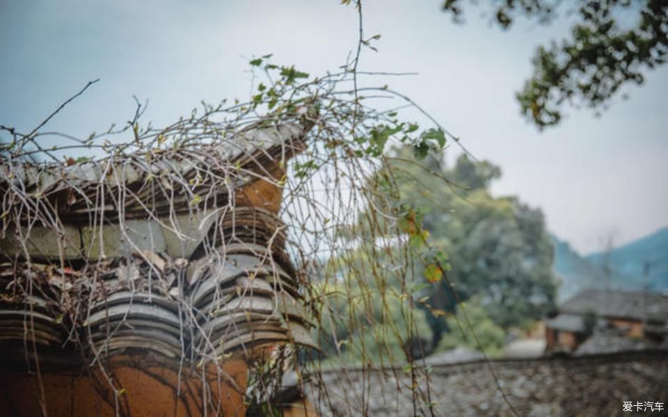  世外桃源@茶香环绕，与探岳陶醉在世外桃源。