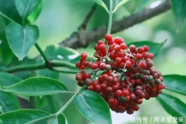 农村这种常见的接骨木，老一辈人都视之如宝，树枝泡酒非常好用