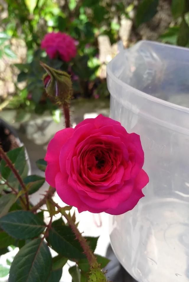  『丰花性好』狼家自育的表现到底如何，戳进来看看花友们的大实话