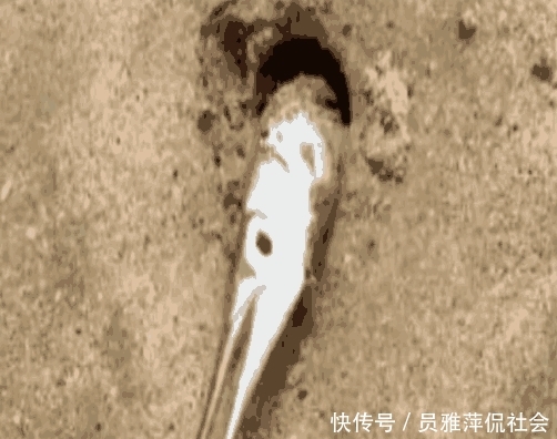 男子海边游玩,发现沙子里有个鸟嘴,拔出来后男子不淡定了