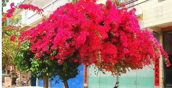  『花期』春季养花此花别错过，花期来临时，满树花朵，种2株轻松长出花墙