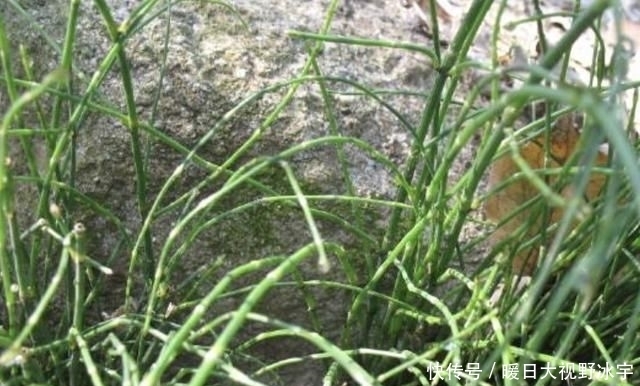 身价|农村一种被忽视的野草,现在身价猛增,一斤可以卖到800元!