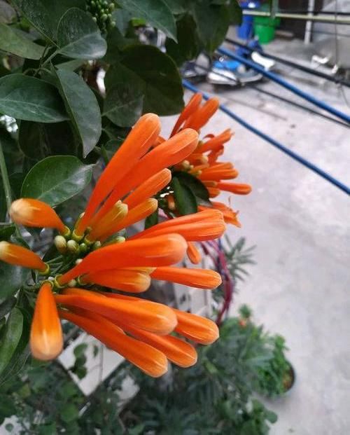  养棵：养棵“炮仗花”，花开3季，阳台开成花园，花瓣漂亮，不怕低温