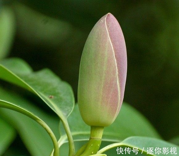 5厘米@巴东木莲为特有的珍贵树种,属国家二级保护树种,为珍稀濒危植物