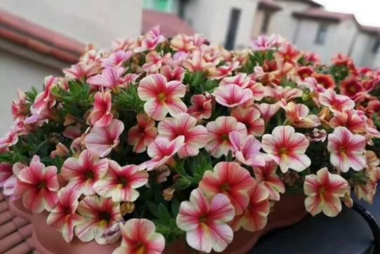  「蟹爪兰」把“阳台变花园”的4种花，春季最惬意时，添几盆美丽花草，美！