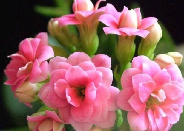  「花草中」这花号称“开花机器”,花多压弯枝,自家养的怎么开花越来越少?