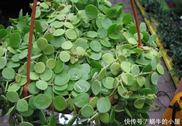  『耐热』适合夏天养的3种花，耐热耐旱不怕晒，一年四季赏花不断，能爆盆