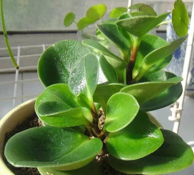  『比花』这几种受欢迎的耐阴花，一养就上瘾，叶子比花美！