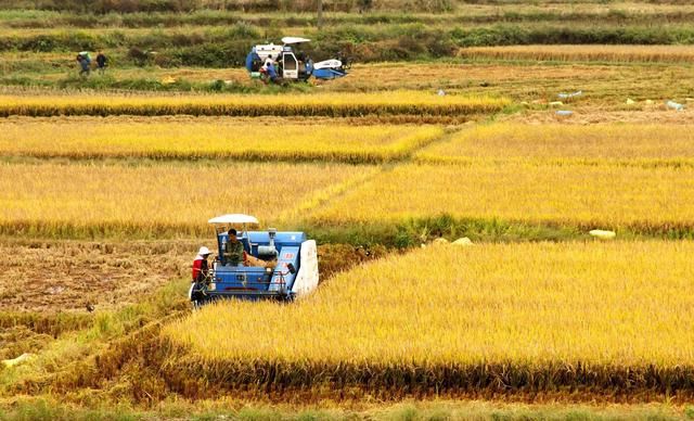 继返乡潮后，农村再出4大“怪象”，专家不理解，老农却道出原因