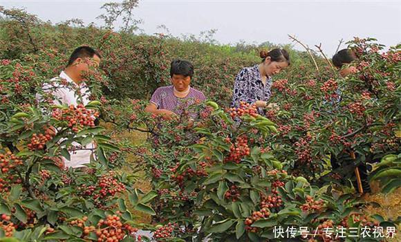 丰产期长达20年，1斤9元，亩产2000斤，这样的种植项目可信吗