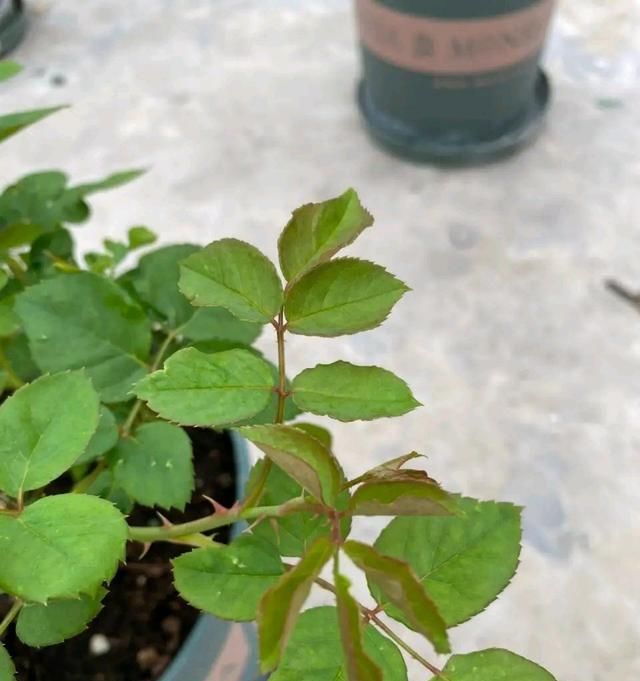  「月季」月季蓟马难杀完?赶紧这样处理,轻松杀完蓟马!