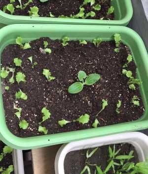  #蔬菜#阳台种菜，用一个小方法，种的菜长得又肥又壮又旺，收获真多
