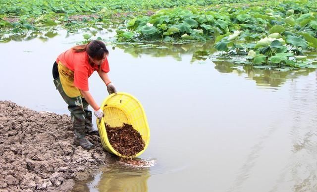  『养殖户』老塘口小龙虾虾苗的密度怎么把控和治疗？这里给大家提供两种方法