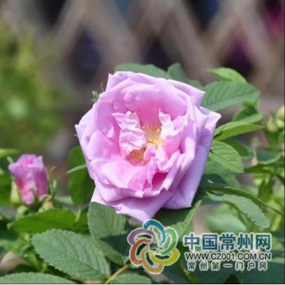「月季」科普环节:520您送出的玫瑰,它可能是朵月季