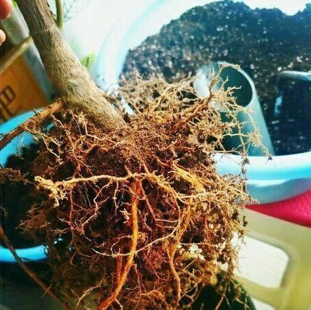  「光秃秃」橡皮树,一刀剪得光秃秃,这样养护,起死回生冒新枝