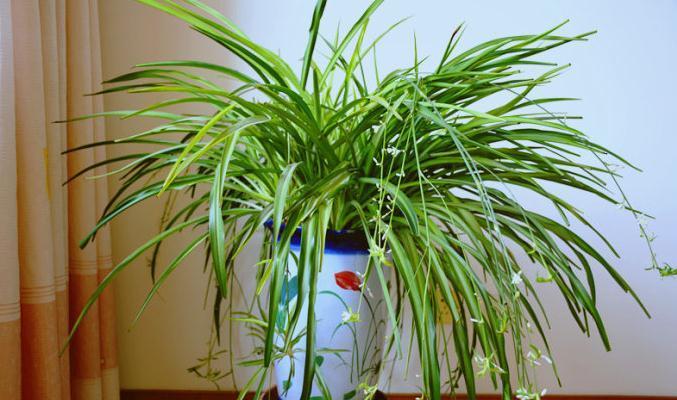 「富贵竹」新手可养的“4种花”,个个扔土里就能活,越不管生长越旺盛!