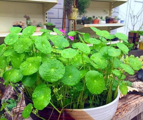  『草长』养护的铜钱草盆栽最近怎么都开花了，该怎么促进铜钱草长叶？