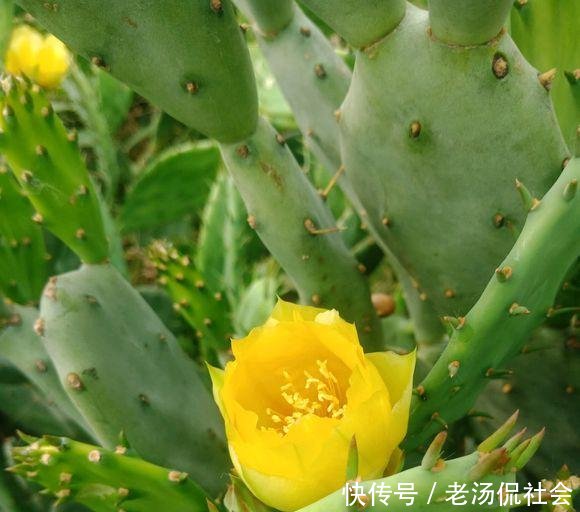  『仙人』仙人掌薄成纸2个小方法，吃成大胖子，长成老树桩，挂满仙人果