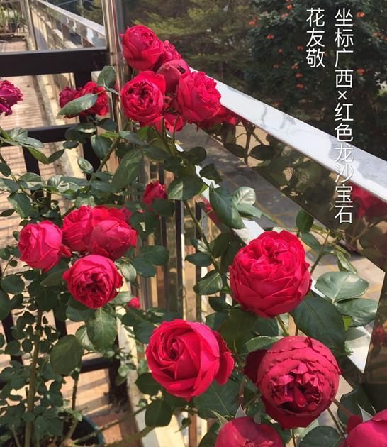  【盆栽】此款小型爬藤植物,好看又好养,能花开一整年,阳台盆栽也可以!