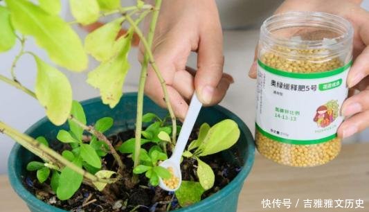 『开花』开花劳模就是它,开春狠心剪一剪,半个月就爆盆,不要心疼枝条!