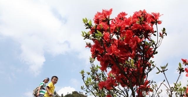 广西有座山，一到五月，漫山遍野，层林尽染