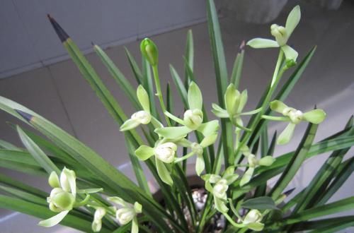  「蟹爪兰」喜欢玫瑰，就优选“稀有玫瑰”影星，花色淡雅纯正，高贵优雅！