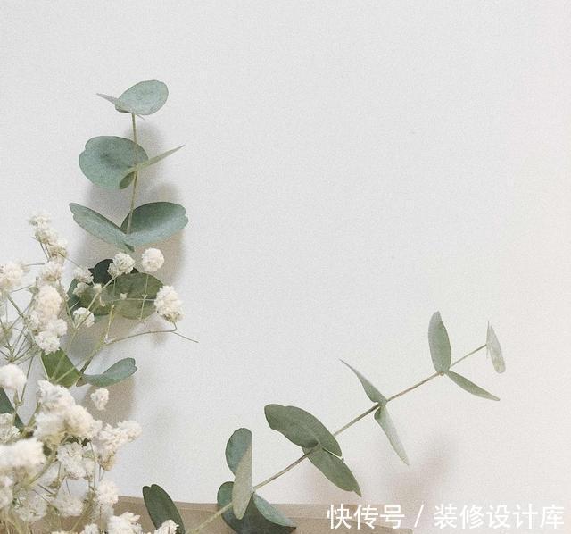 家里|颜值高好养护的5种室内绿植,家里养几盆,健康又美丽