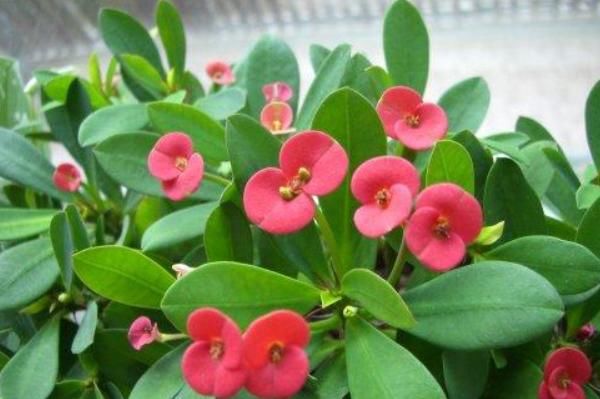  『喜欢温暖』5种花，好看又美丽，却是有毒的花，你认识吗？
