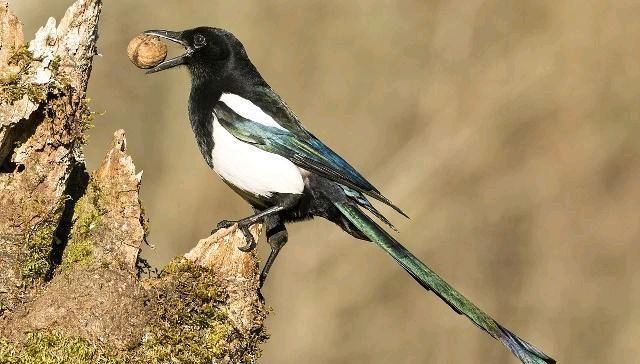  老鹰|农村这种小鸟，老鹰不敢招惹它，如今是新四害之一，农民很