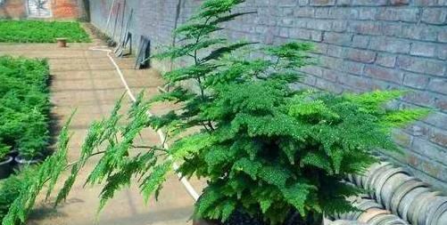  『养花』别再傻乎乎的在阳台养花了，尤其是这3种植物，难怪总黄叶变蔫！