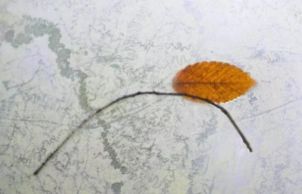  叶殿秀■强冷空气来袭！今年暖冬的可能性很大