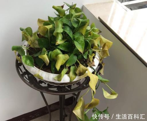 「绿萝」丢“2片药”给绿萝吃,30天长满花盆,叶片油亮,枝叶多!