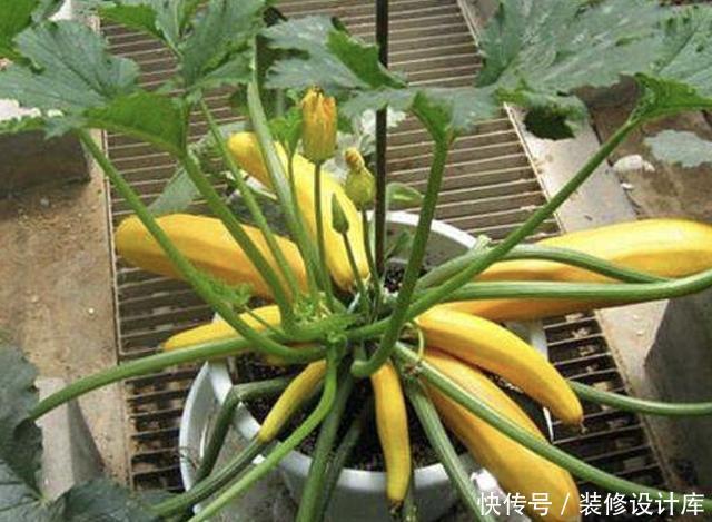 【果子】奇特的1种“香蕉瓜”,皮色金黄,犹如“香蕉”,有观赏价值!