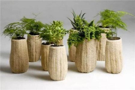 「意想不到」用丝瓜瓤来养花,竟有意想不到的效果!