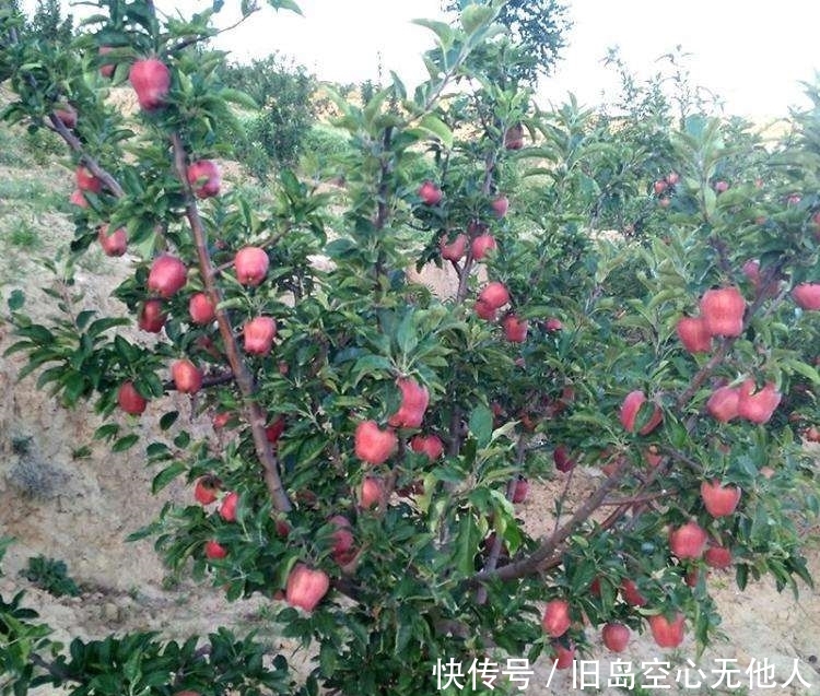  【花牛苹果】上半年10元一斤供不应求，现3毛烂大街，产地堆成山