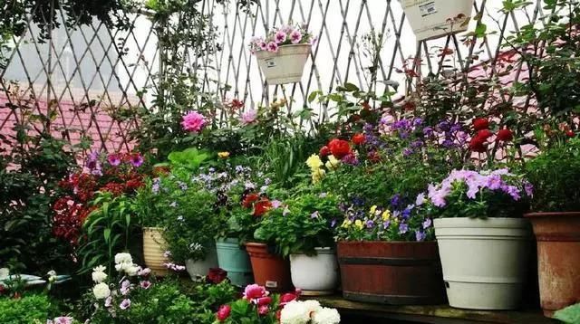  「植物」4种花“叶子肥”还耐旱,客厅养一盆30天不浇水,长得越来越旺