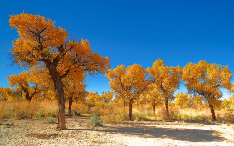 「我国」我国曾经花一亿在沙漠里种胡杨，多年过去，长成什么样