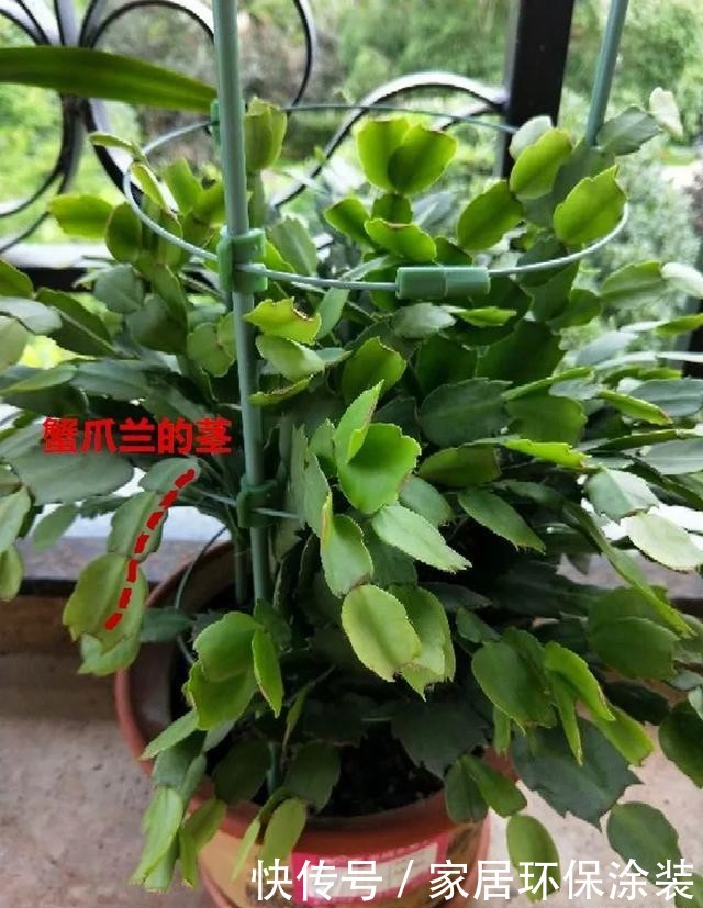  #长寿花#养花技巧：这5种花不用买了，蹭掉的叶子塞盆里，立马又冒一大盆