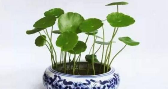  适合|农村这3种植物很适合家庭水中养殖，好看又好养，你养过几种？