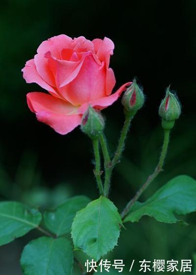 春天:春天修剪完这3种花,枝条可以进行二次扦插,生根发芽能开花