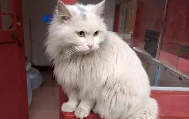 走!去故宫吸猫,181只皇家猫全都撸一遍