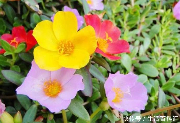  春天■春天就养“4种花”，四季开花，花色多，一盆能养一辈子！