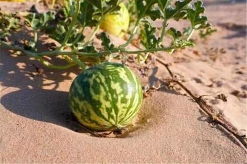 导游叮嘱沙漠里的瓜不能摘，胆大游客不听劝阻，险酿成大祸！