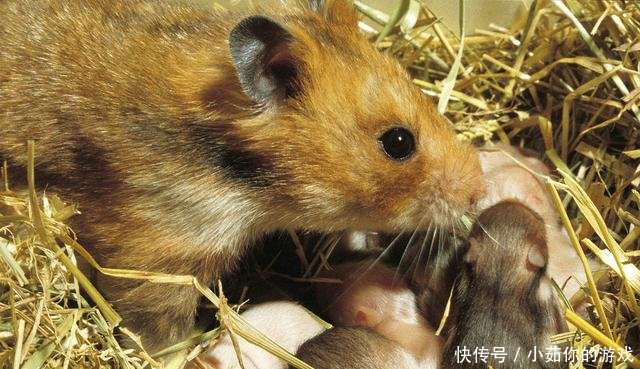 农村这三个骗局，不少农民血汗钱“打水漂”，现在知道还不晚