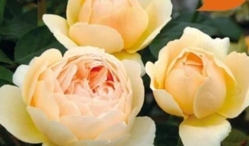  【珍品】“珍品玫瑰”朦胧的朱迪，花开金灿灿，果香四溢，可以说养花首选